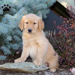 Julie, Golden Retriever Puppy